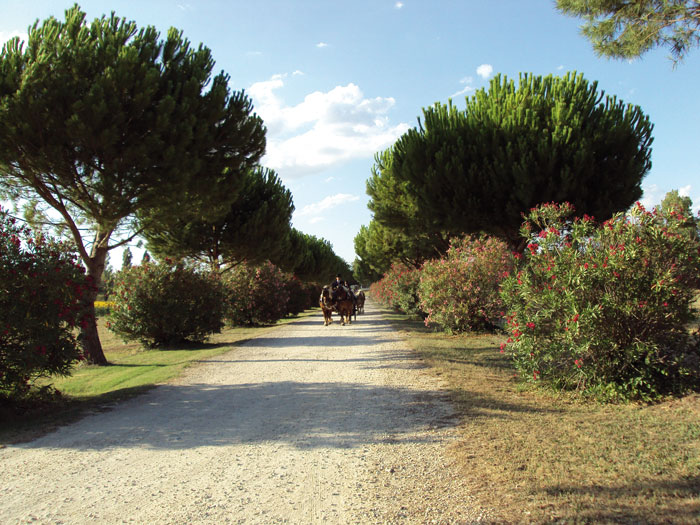 mariage images nimes